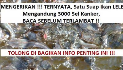 Hati-Hati Mengkomsumsi Ikan Lele